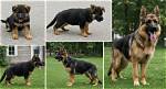 When Do German Shepherds Stop Growing?