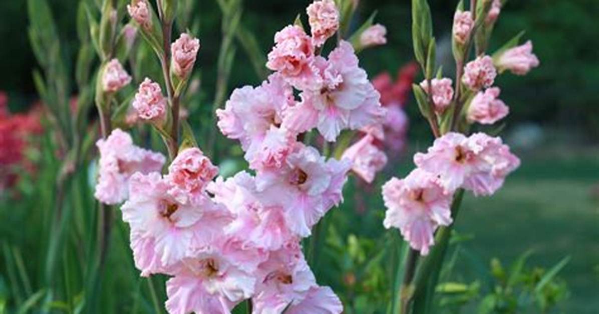 When Do Gladiolus Bloom