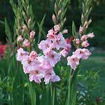 When Do Gladiolus Bloom