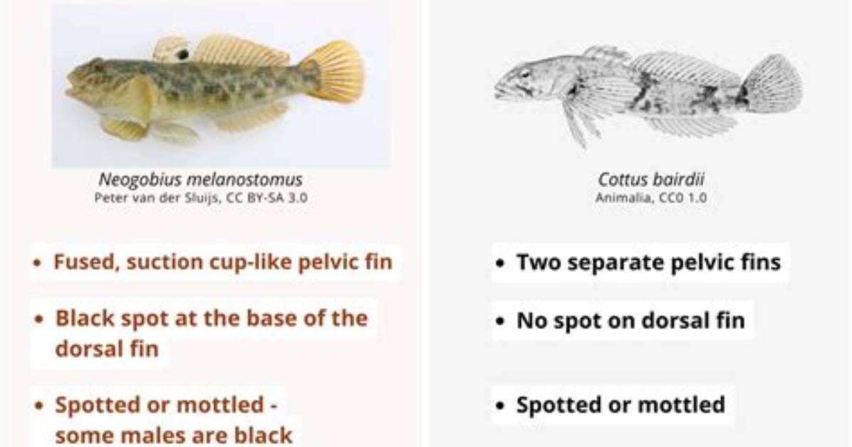 When Do Goby Spawn?