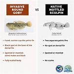 When Do Goby Spawn?