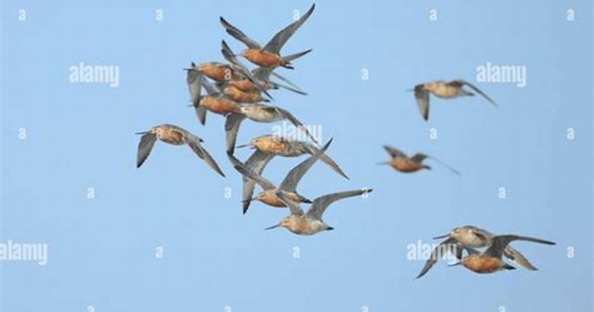 When Do Godwits Migrate?