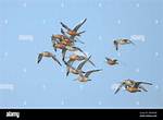 When Do Godwits Migrate?
