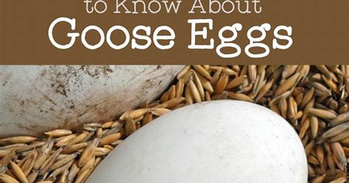 When Do Gooses Lay Eggs?
