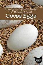 When Do Gooses Lay Eggs?