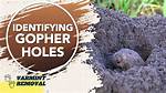 When Do Gophers Dig Holes?