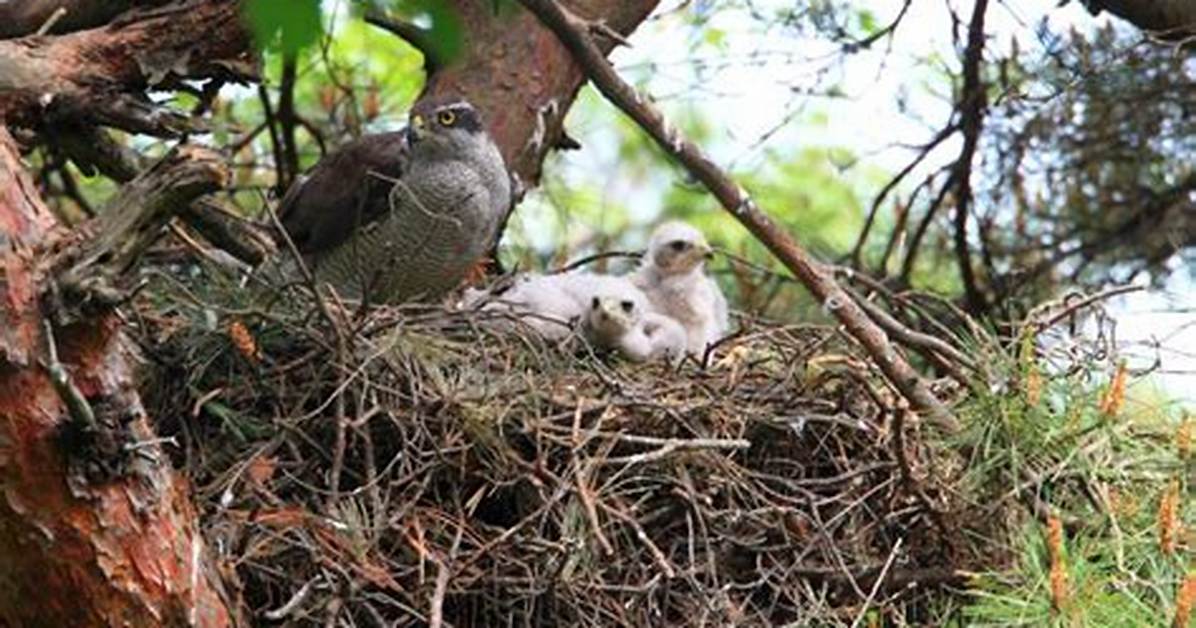 When Do Goshawks Nest?