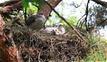 When Do Goshawks Nest?