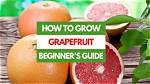 When Do Grapefruits Grow?