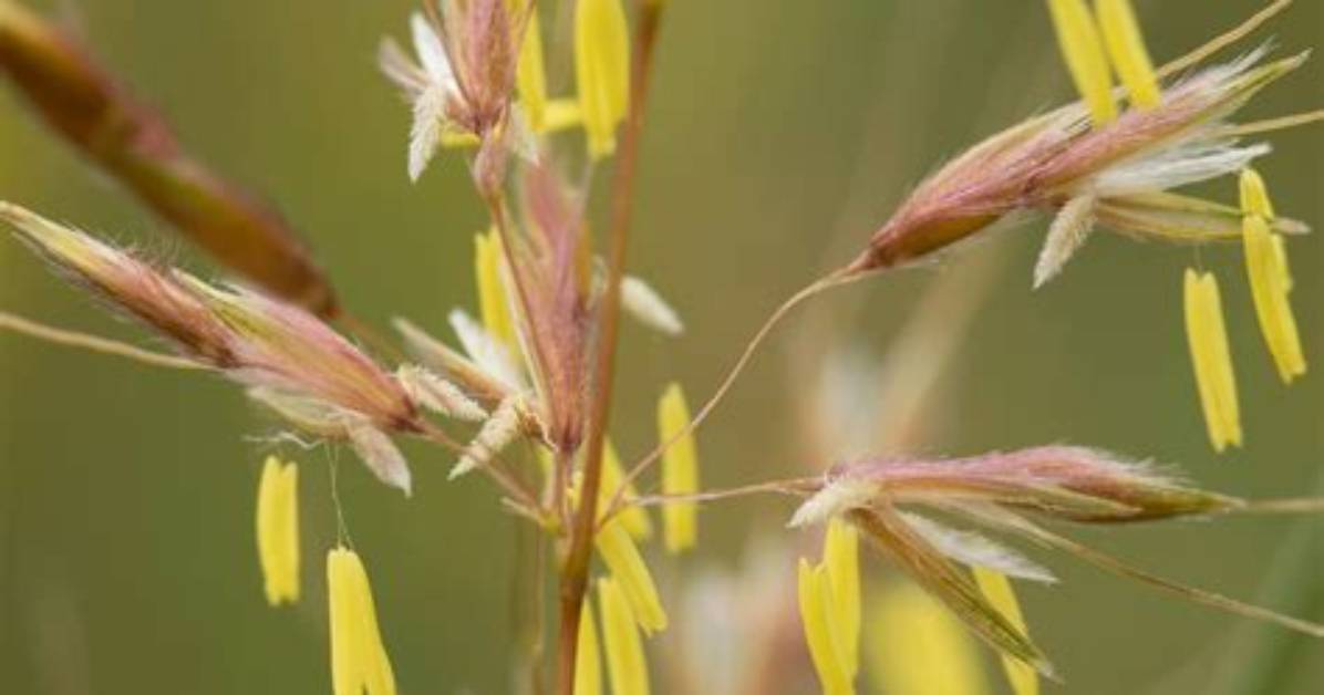 When Do Grasses Flower?