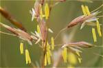 When Do Grasses Flower?