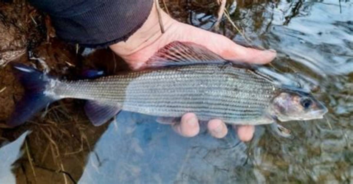 When Do Grayling Spawn Uk?
