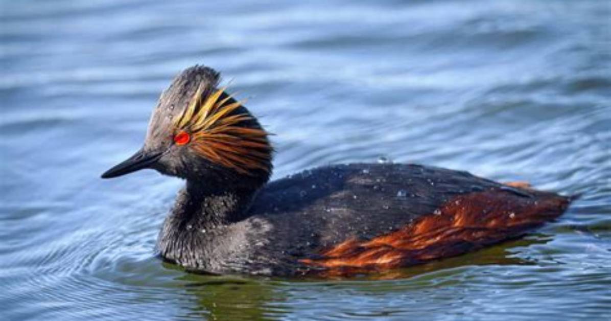When Do Grebes Breed?