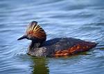 When Do Grebes Breed?