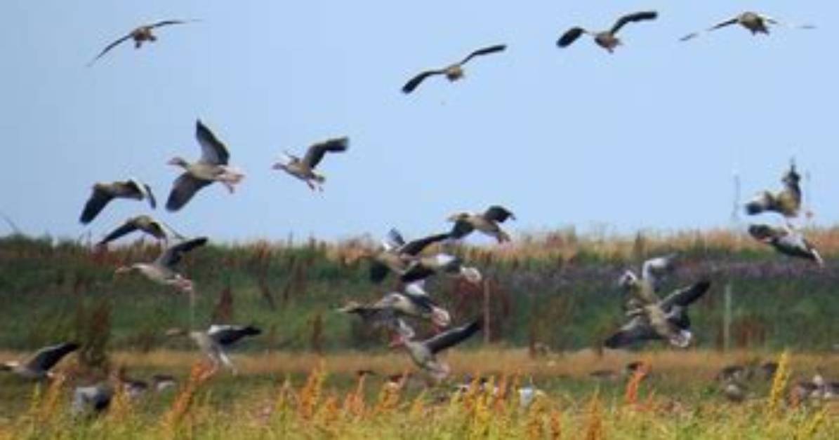 When Do Greylags Migrate?
