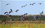When Do Greylags Migrate?