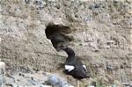 When Do Guillemots Fledge?