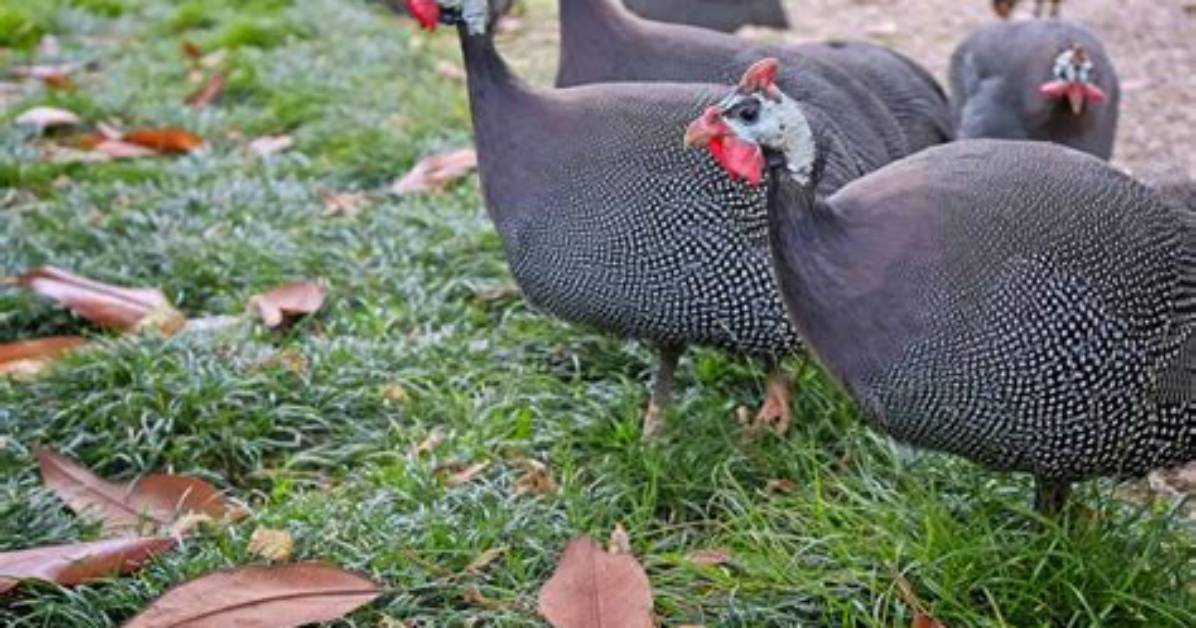 When Do Guinea Hens Fly?