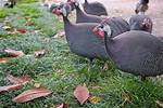 When Do Guinea Hens Fly?