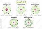 When Do Halogens Form Compounds?