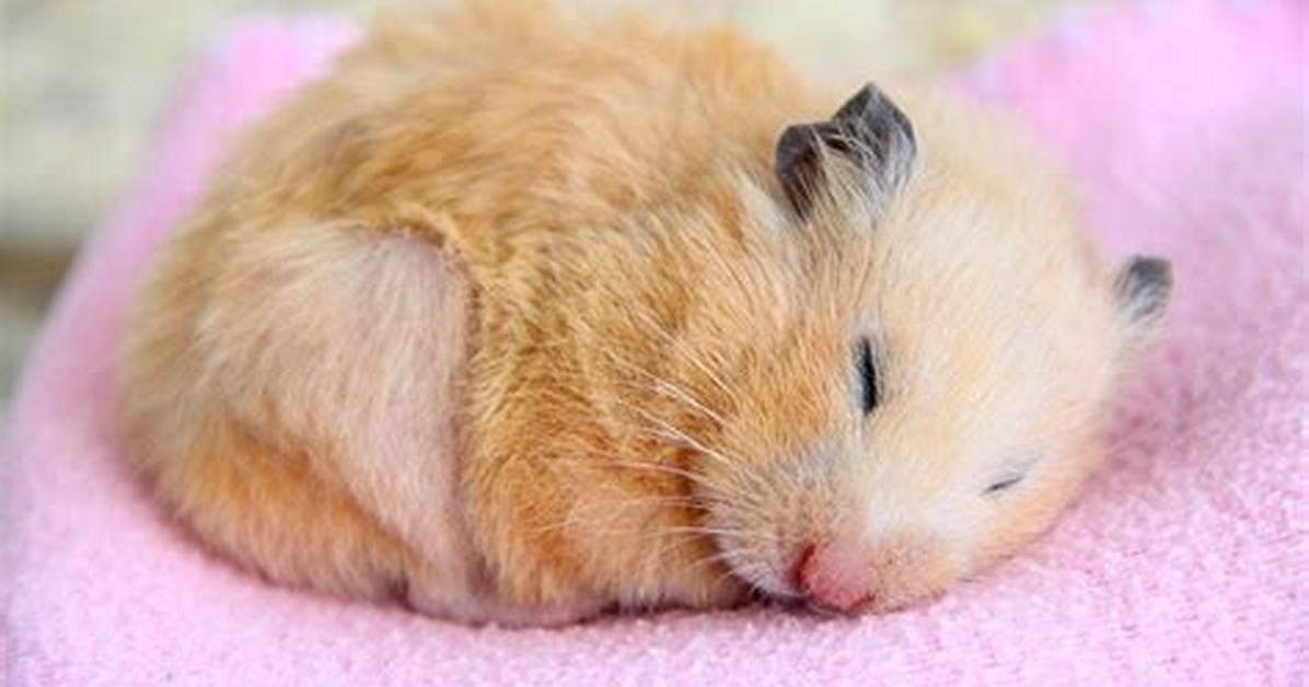 When Do Hamsters Sleep?