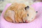 When Do Hamsters Sleep?