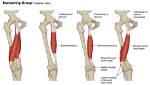 When Do Hamstrings Contract?