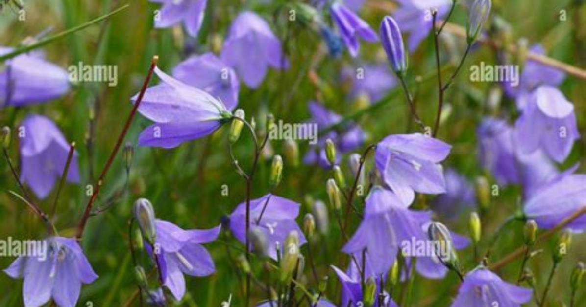 When Do Harebells Flower?