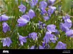 When Do Harebells Flower?