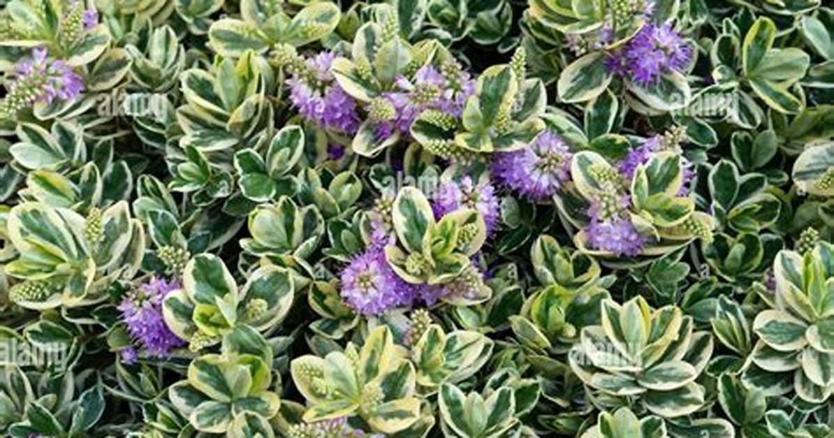 When Do Hebes Flower?