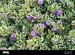 When Do Hebes Flower?