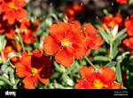 When Do Helianthemum Flower?