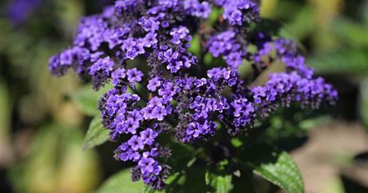 When Do Heliotropes Bloom?