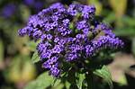 When Do Heliotropes Bloom?