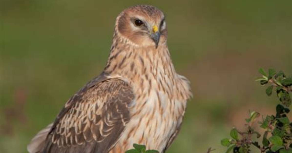 When Do Hen Harriers Breed?