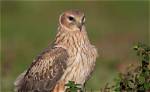 When Do Hen Harriers Breed?