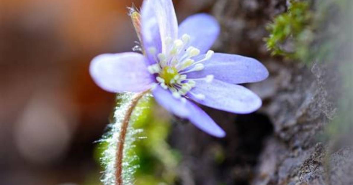 When Do Hepatica Flower?