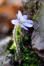 When Do Hepatica Flower?