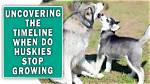 When Do Holsteiners Stop Growing?