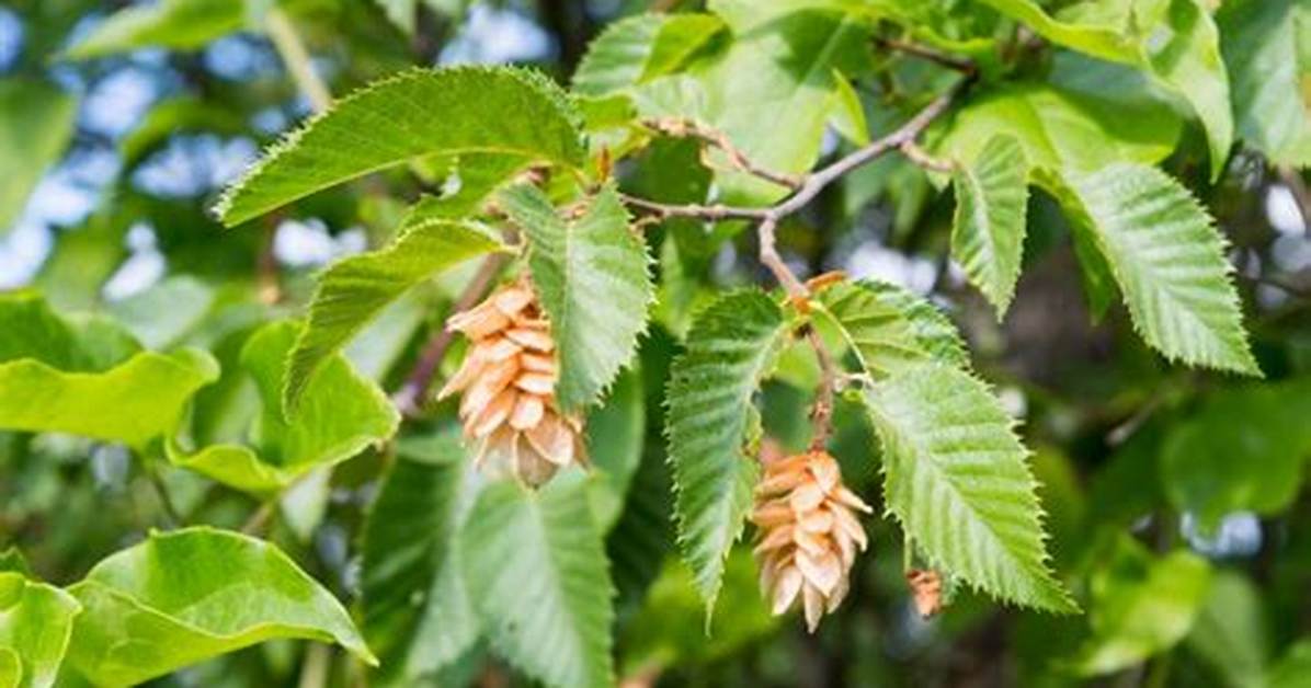 When Do Hornbeams Bloom?