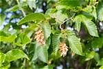 When Do Hornbeams Bloom?
