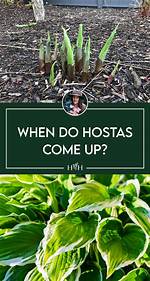 When Do Hostas Come Up
