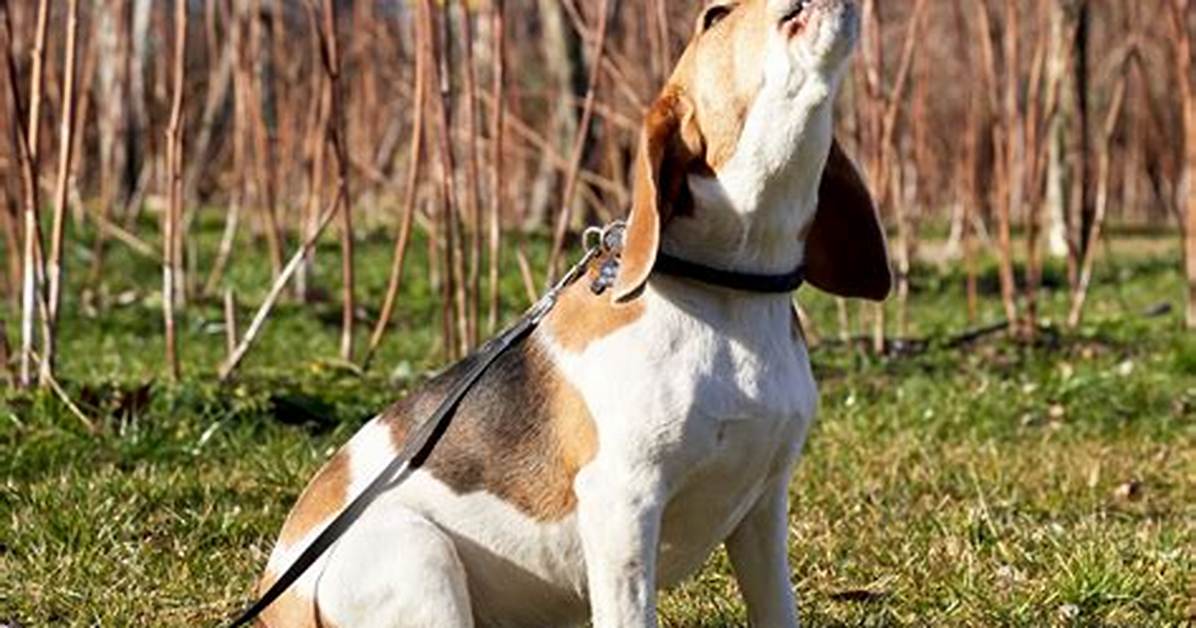 When Do Hounds Start Baying?
