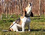 When Do Hounds Start Baying?