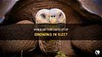 When Do Huntaways Stop Growing?