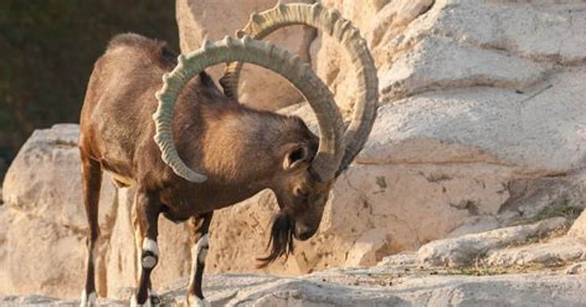 When Do Ibex Live?