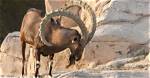 When Do Ibex Live?