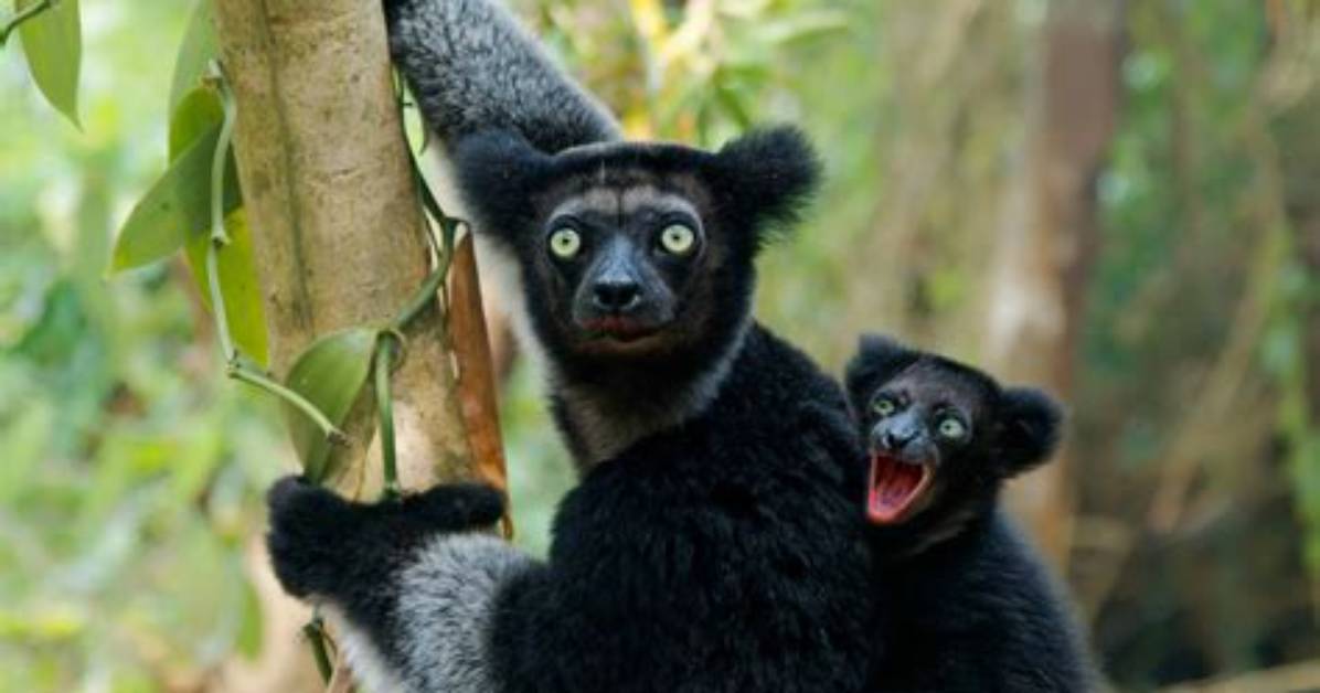 When Do Indri Mate?