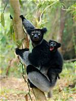 When Do Indri Mate?