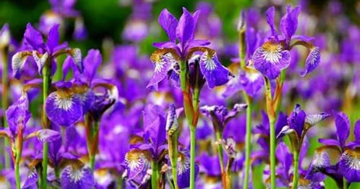 When Do Irises Bloom?